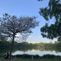 parque-ibirapuera-3