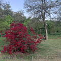 parque-ibirapuera-4