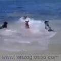 tubarao-na-praia